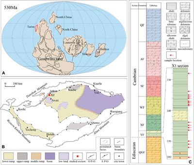 Quantifying the Seawater Sulfate Concentration in the Cambrian Ocean